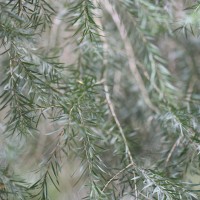 <i>Melaleuca linearifolia</i>  (Link) Craven
